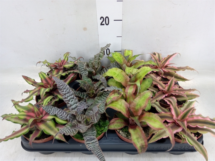 <h4>Cryptanthus   ...mix</h4>