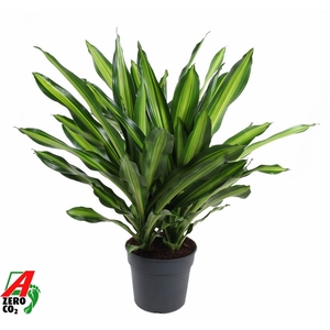 Dracaena Burley 3PP P34