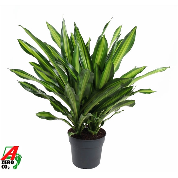 <h4>Dracaena Burley 3PP P34</h4>