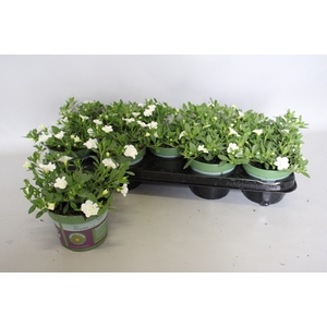 Calibrachoa Double White