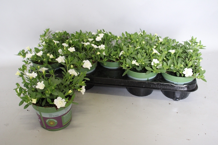 <h4>Calibrachoa Double White</h4>