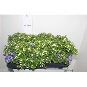 Camp Ov Gemengd In Pot Pot 14cm