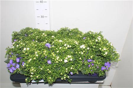 <h4>Camp Ov Gemengd In Pot Pot 14cm</h4>