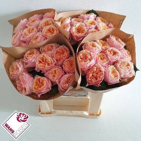 <h4>Rosa Garden Vuvuzela</h4>