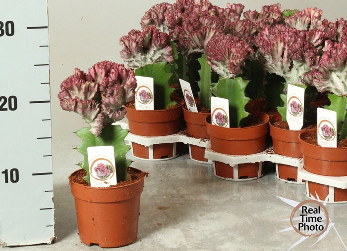 <h4>EUPHOR LAC CRISTATA</h4>