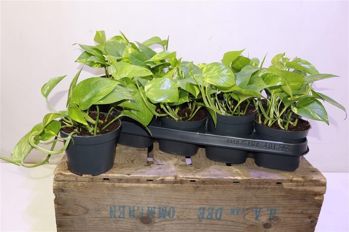 <h4>arr8 Epipr Aureum</h4>