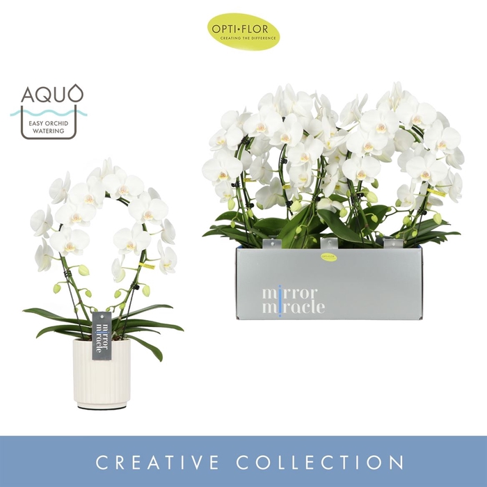 <h4>Phal Mirror Miracle Aurora 2 Spike</h4>