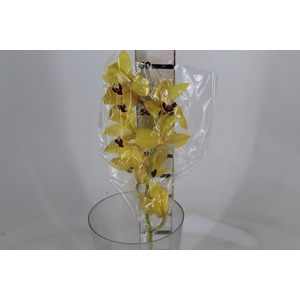 CYMBIDIUM HT 5/9 FLS AMARELO