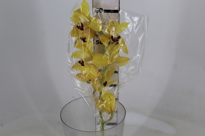 <h4>CYMBIDIUM HT 5/9 FLS AMARELO</h4>