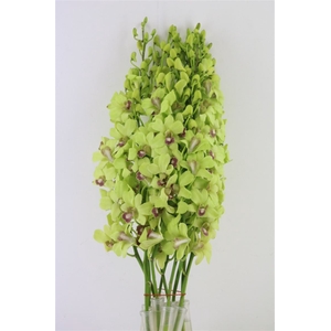 Dendro Green L