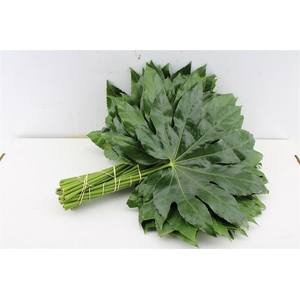 Aralia 40 Cm South Africa