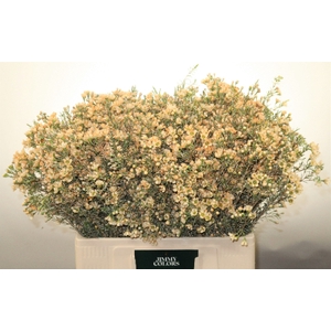 Waxflower L60 Klbh. Zalm