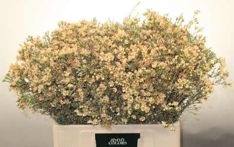 <h4>Waxflower L60 Klbh. Zalm</h4>