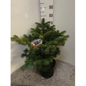 ABIES NORDMANNIANA