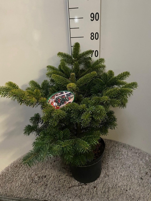 <h4>ABIES NORDMANNIANA</h4>