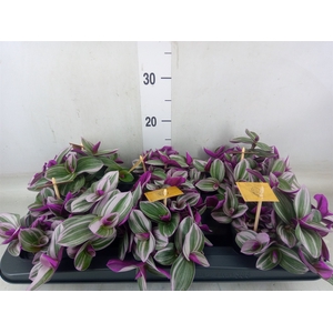 Tradescantia cerinth. 'Nanouk'