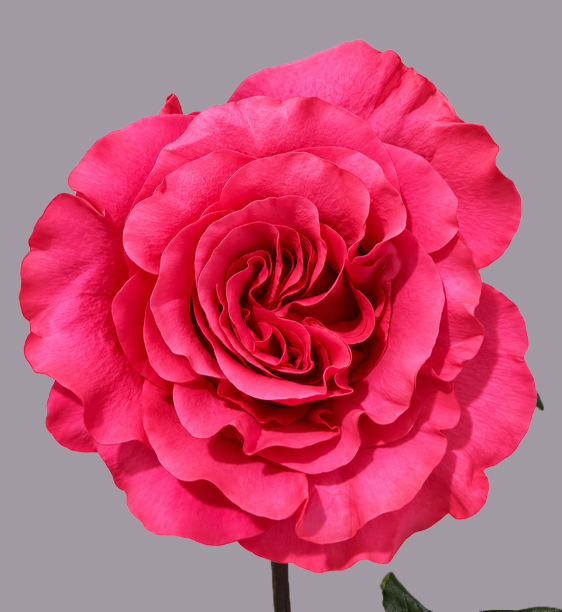 <h4>R GR EXOTIX BERRY Tessa NAUJA</h4>