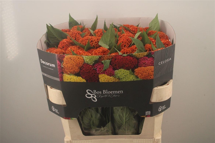 <h4>Celosia C Act Zara Orange</h4>