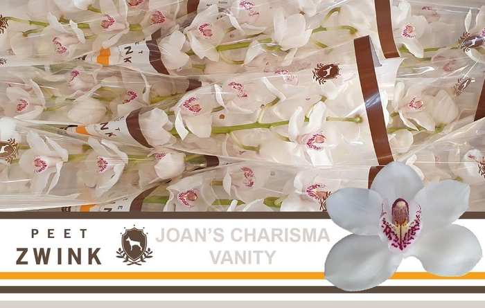 <h4>CYMB T VANITY</h4>