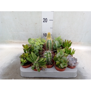 Cactus   ...mix