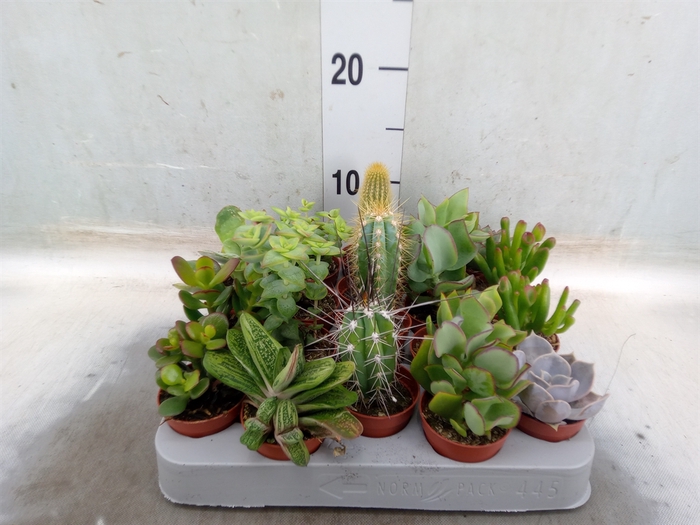 <h4>Cactus   ...mix</h4>