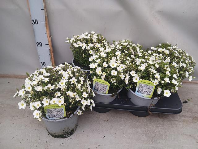 <h4>Aren Montana</h4>