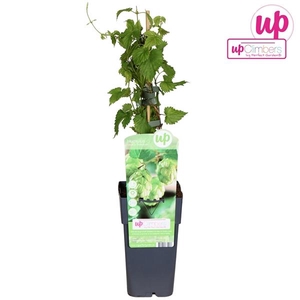 Humulus lupulus Nordbrau P15