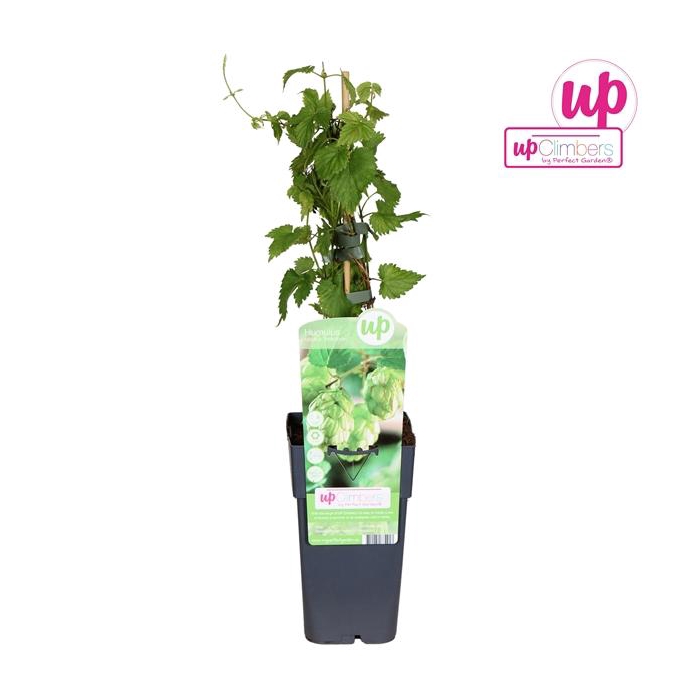 <h4>Humulus lupulus Nordbrau P15</h4>