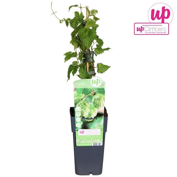 Humulus lupulus Nordbrau P15