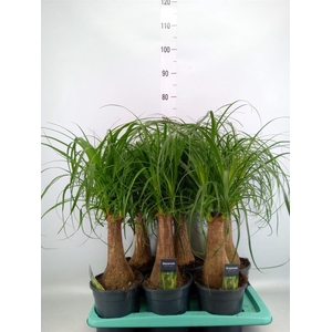 Beaucarnea recurvata