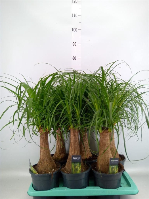 <h4>Beaucarnea recurvata</h4>