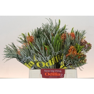 BQ Nutans Cordifolium SFB