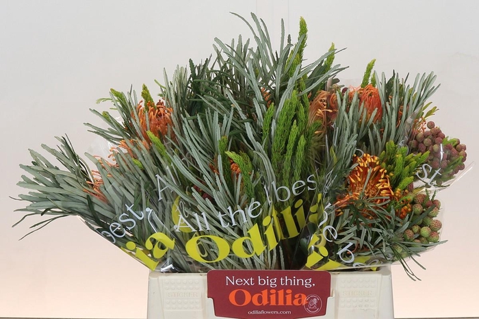 <h4>BQ Nutans Cordifolium SFB</h4>