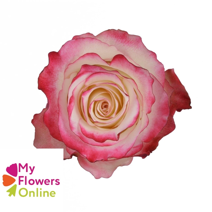 <h4>R Gr Sweetnesse Bicolor 70cm EC</h4>