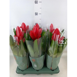Vriesea  'Intenso Red'