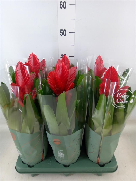 <h4>Vriesea  'Intenso Red'</h4>
