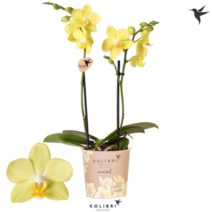 Kolibri Orchids Phalaenopsis Mineral La Paz 2 spike