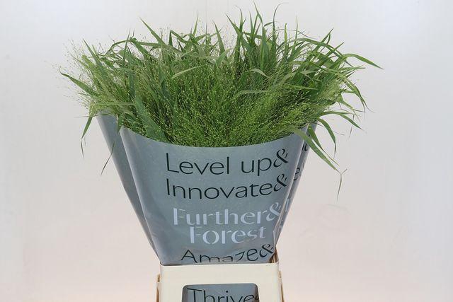 <h4>PANIC VI FONTAINE</h4>