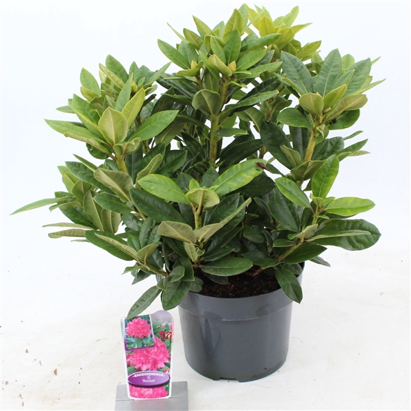 <h4>Rhododendron 'Rocket'</h4>