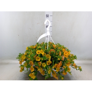 Calibrachoa   ...mix