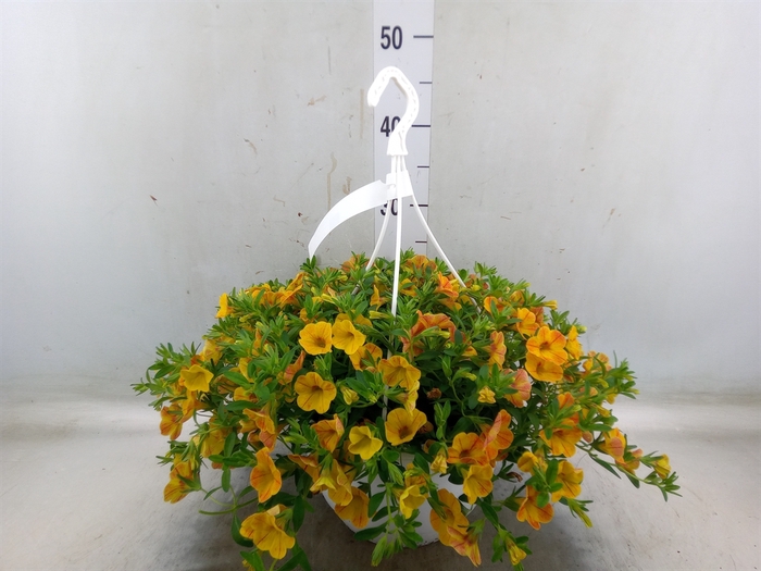 <h4>Calibrachoa   ...mix</h4>