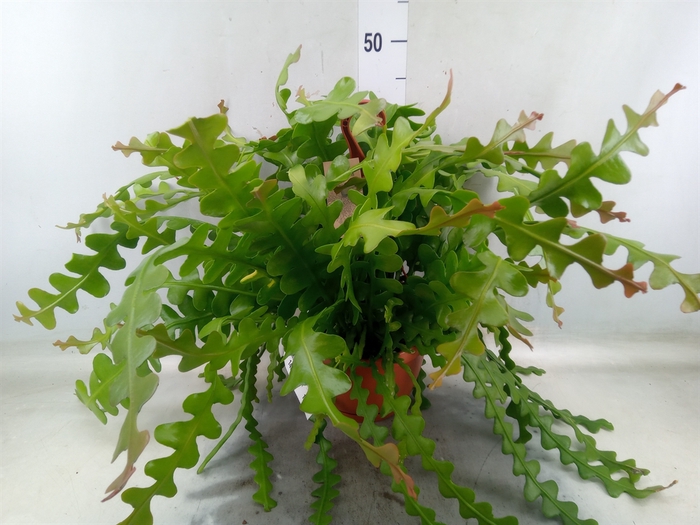 <h4>Epiphyllum anguliger</h4>