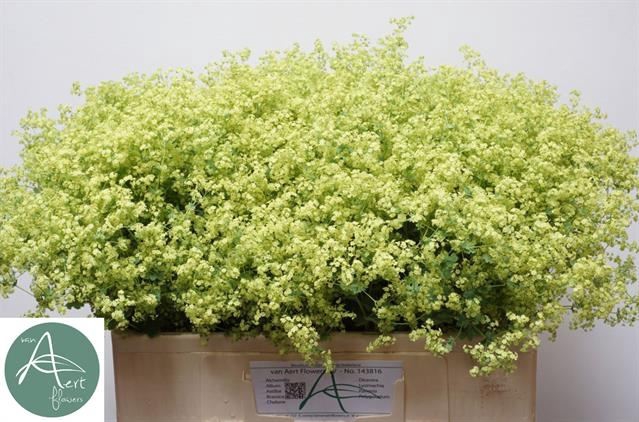 <h4>ALCHEMILLA MOLLIS 'ROBUSTICA'</h4>