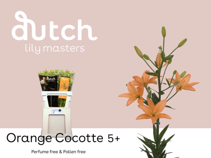 <h4>Li Az Orange Cocotte 5+ Lily Master</h4>