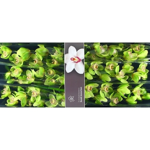 Cymbidium Hans