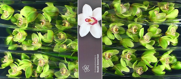 <h4>Cymbidium Hans</h4>