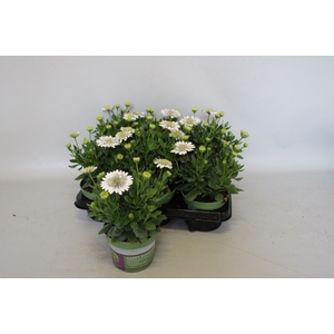 Osteospermum Double White