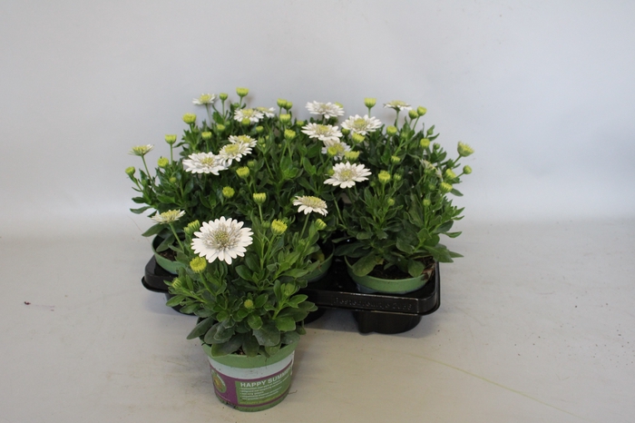 <h4>Osteospermum Double White</h4>