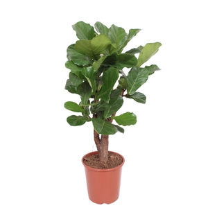 Ficus lyrata