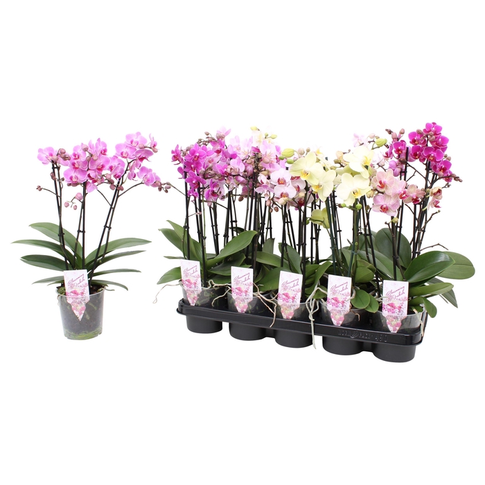 <h4>Phal. Multiflora 3-tak mix 30+ bloem 4 kleuren</h4>